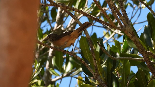 Arafura Shrikethrush - ML625153990