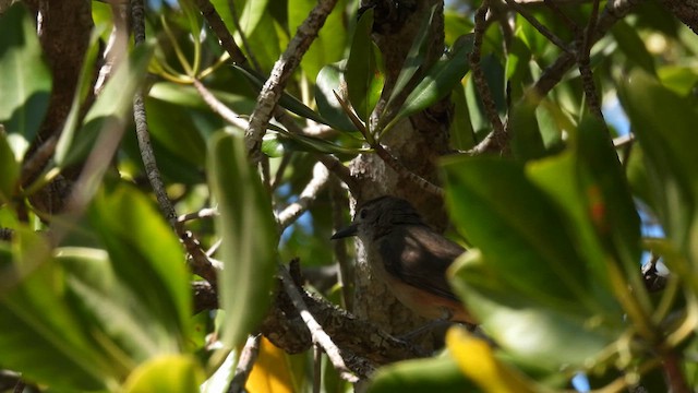 Arafura Shrikethrush - ML625153993