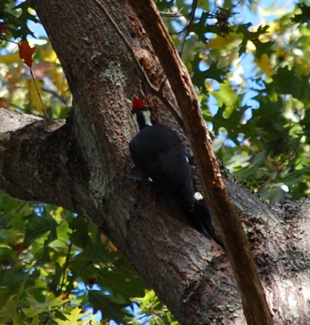 Pileated Woodpecker - ML625154147