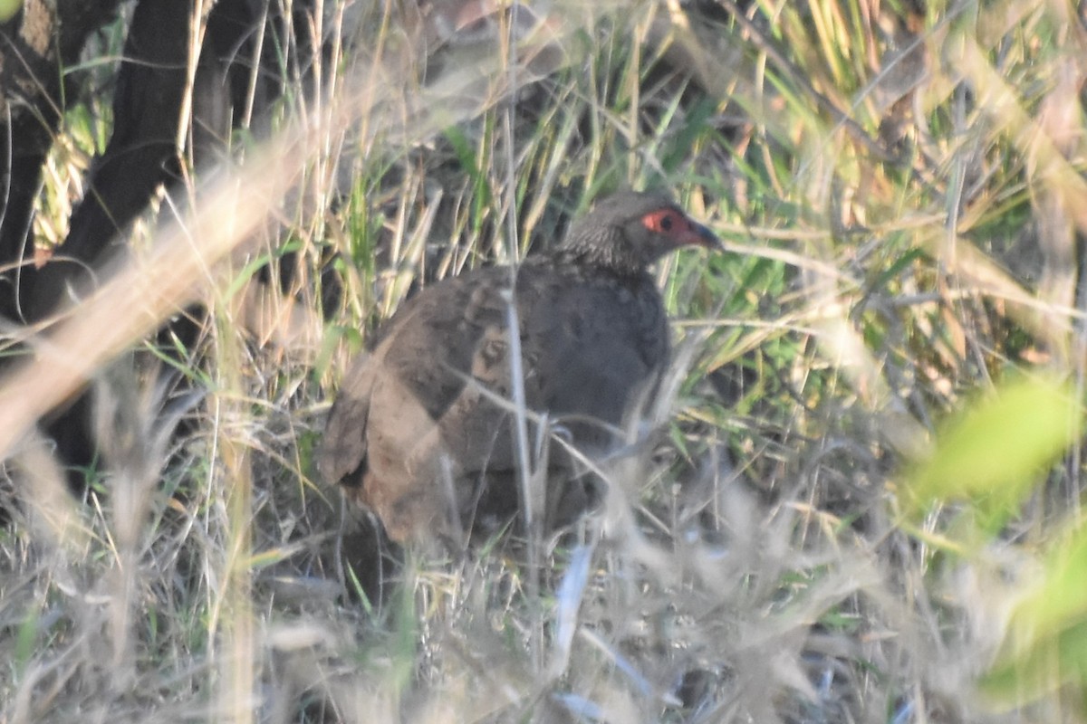 Swainson's Spurfowl - ML625154286