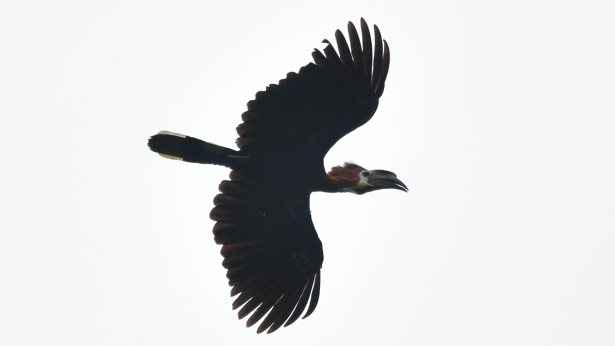 Black-casqued Hornbill - ML625154311