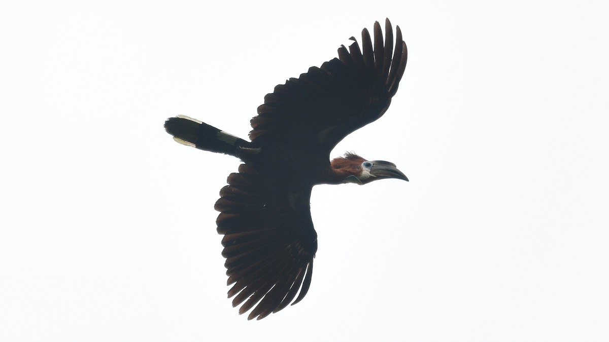 Black-casqued Hornbill - ML625154326