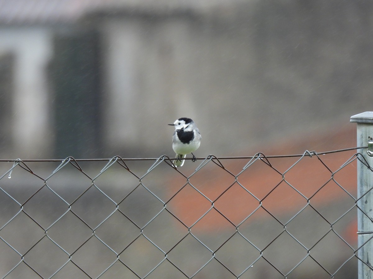 White Wagtail - ML625154661