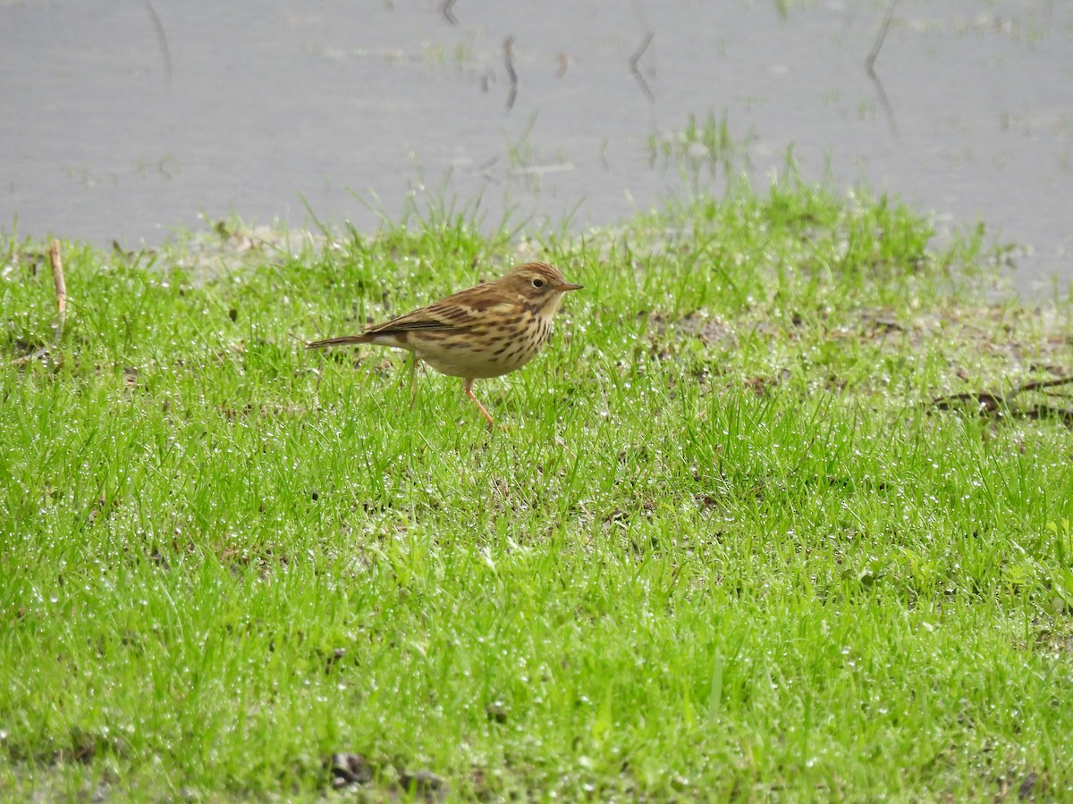 Meadow Pipit - ML625154685