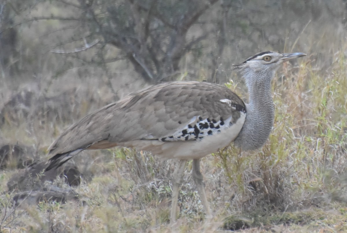 Kori Bustard - ML625154785