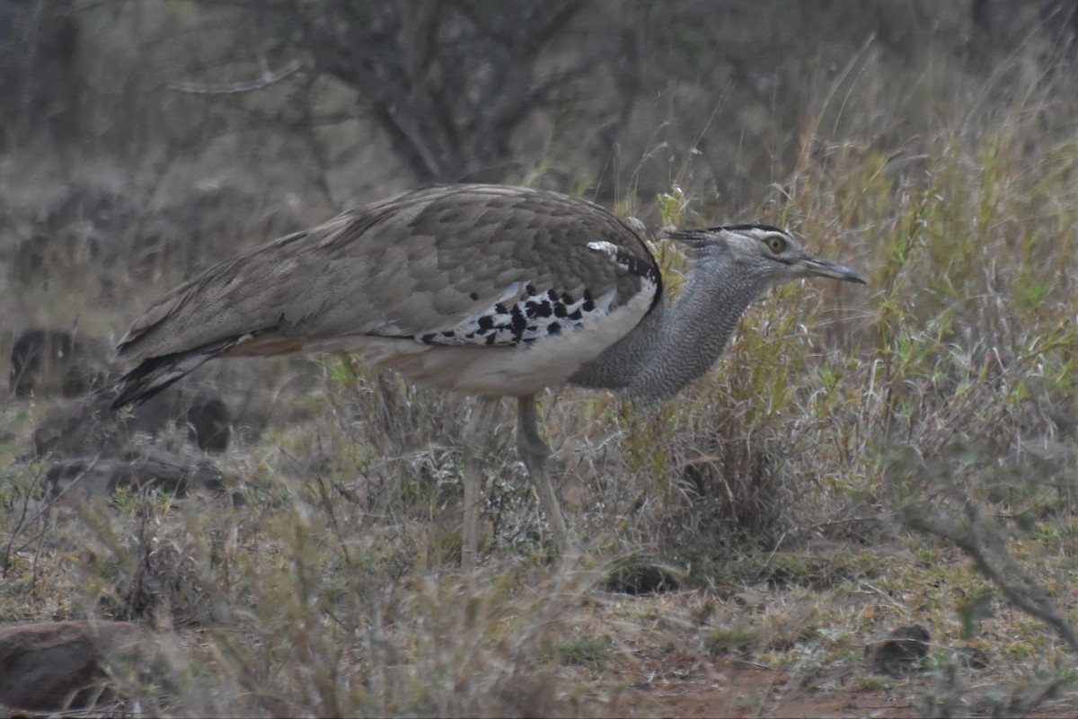 Kori Bustard - ML625154786