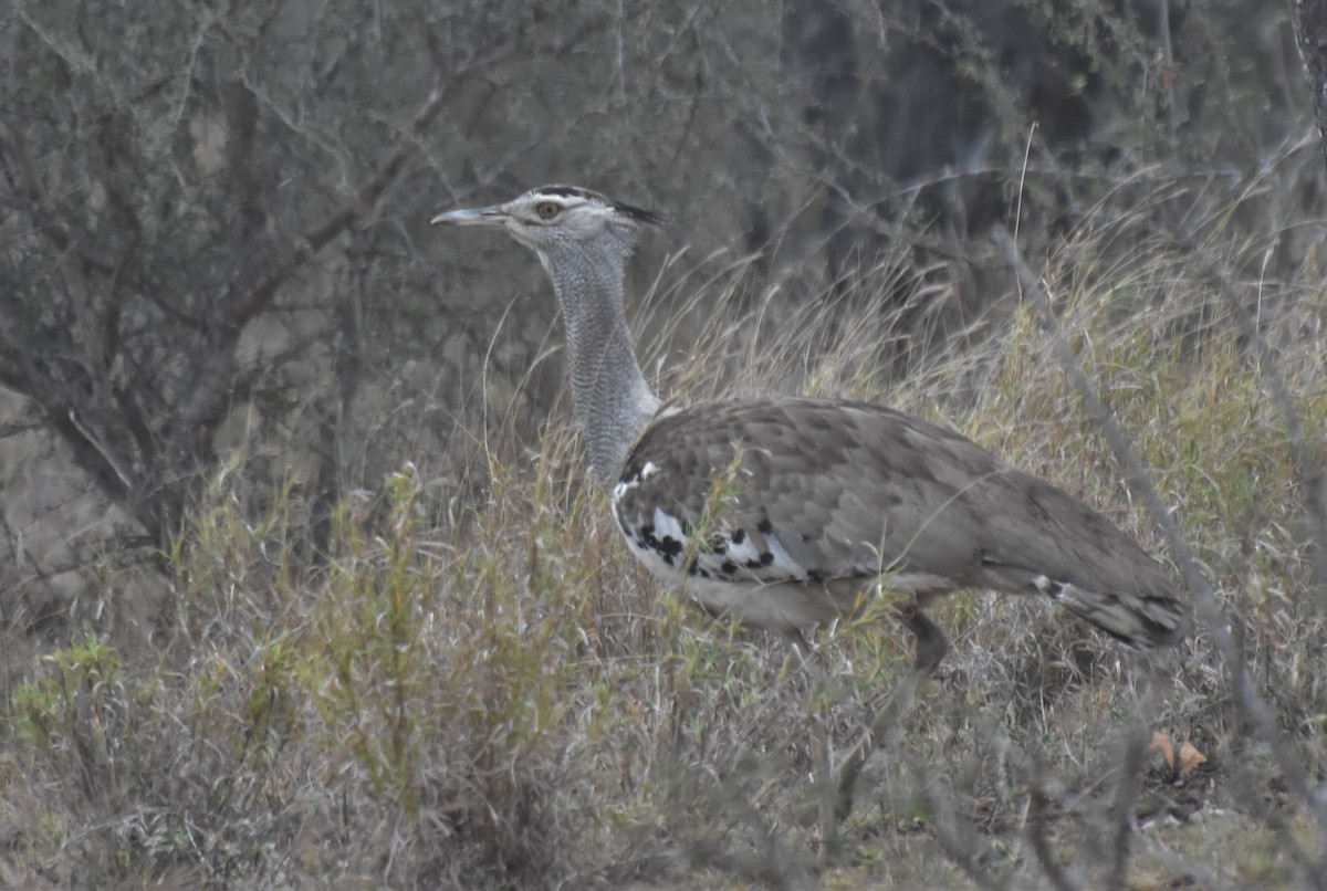 Kori Bustard - ML625154787