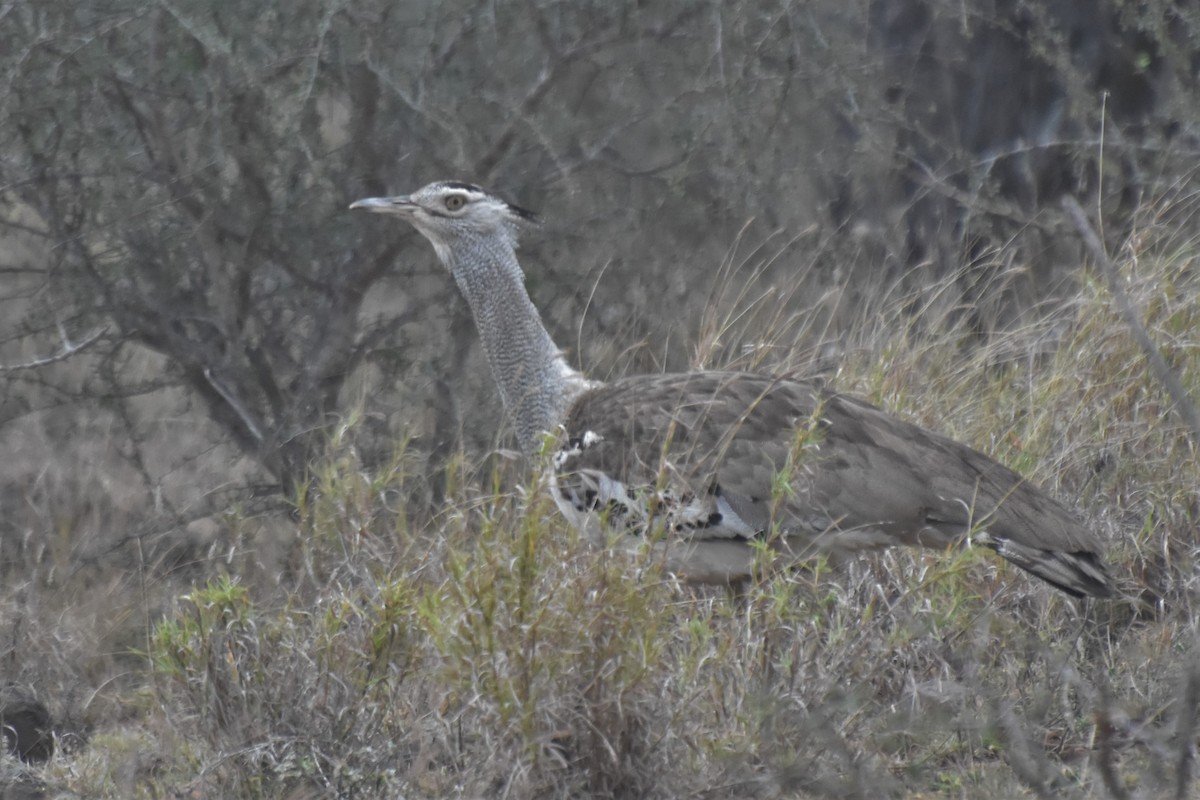 Kori Bustard - ML625154788