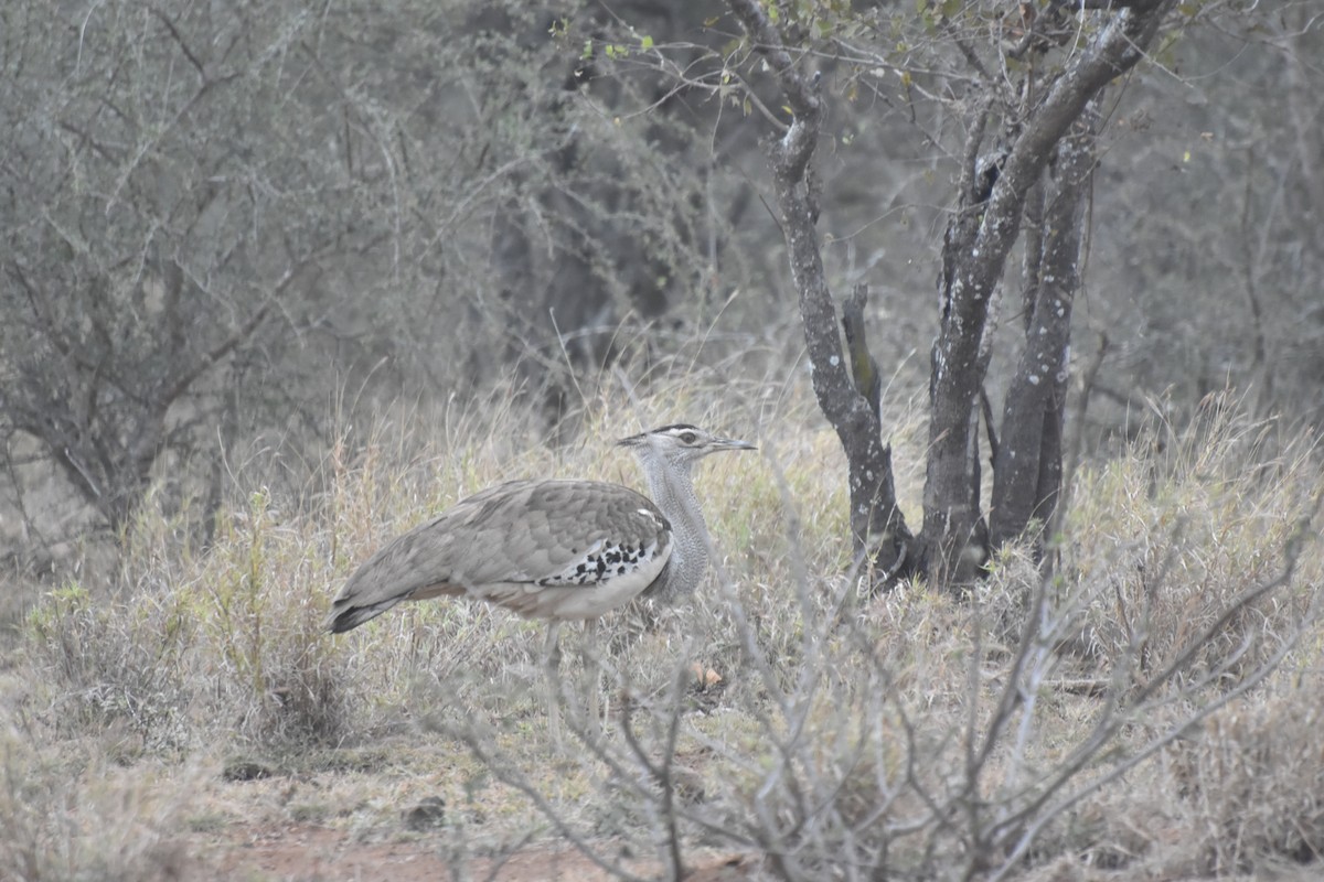 Kori Bustard - ML625154789