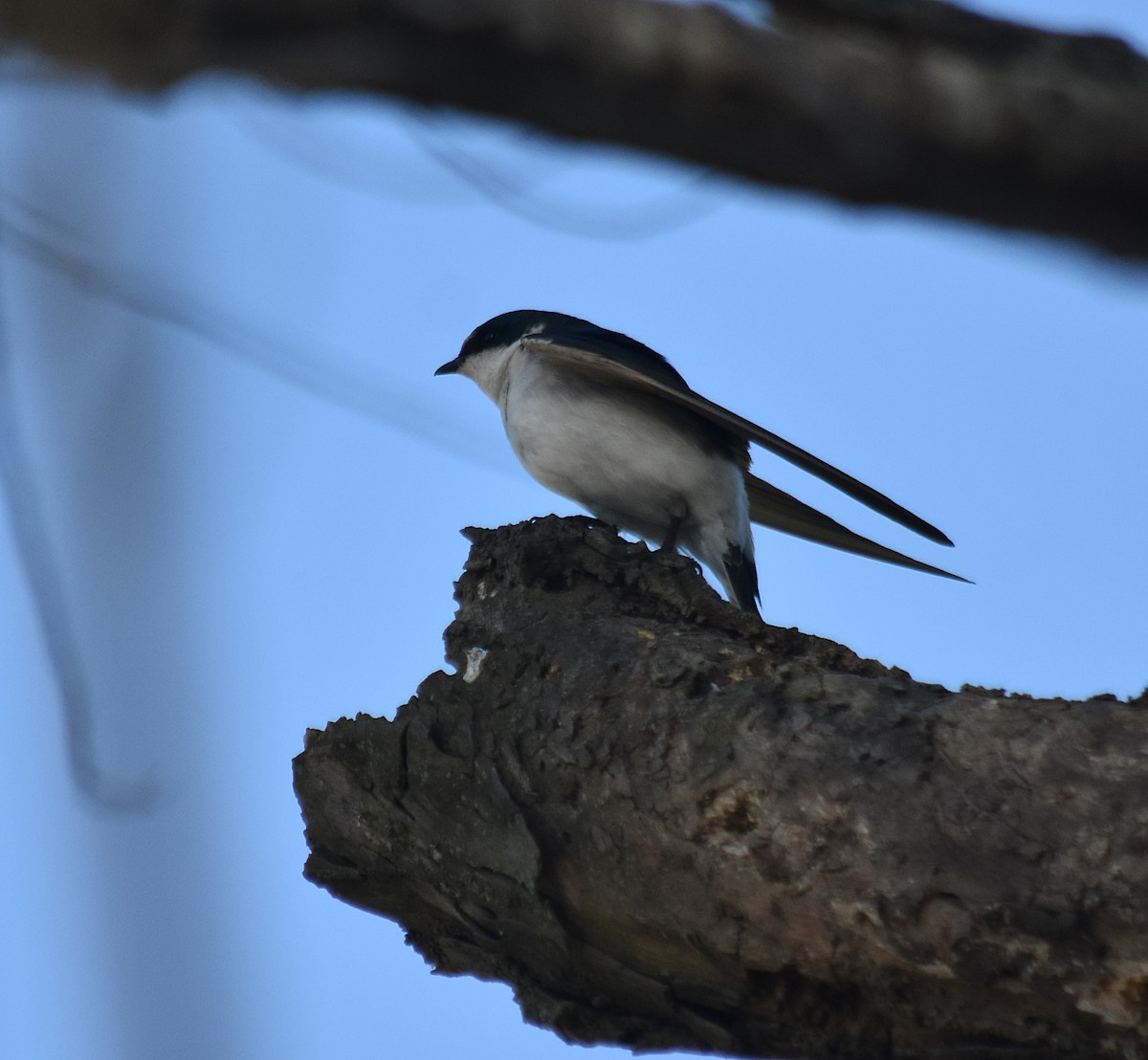 White-rumped Swallow - ML625154914