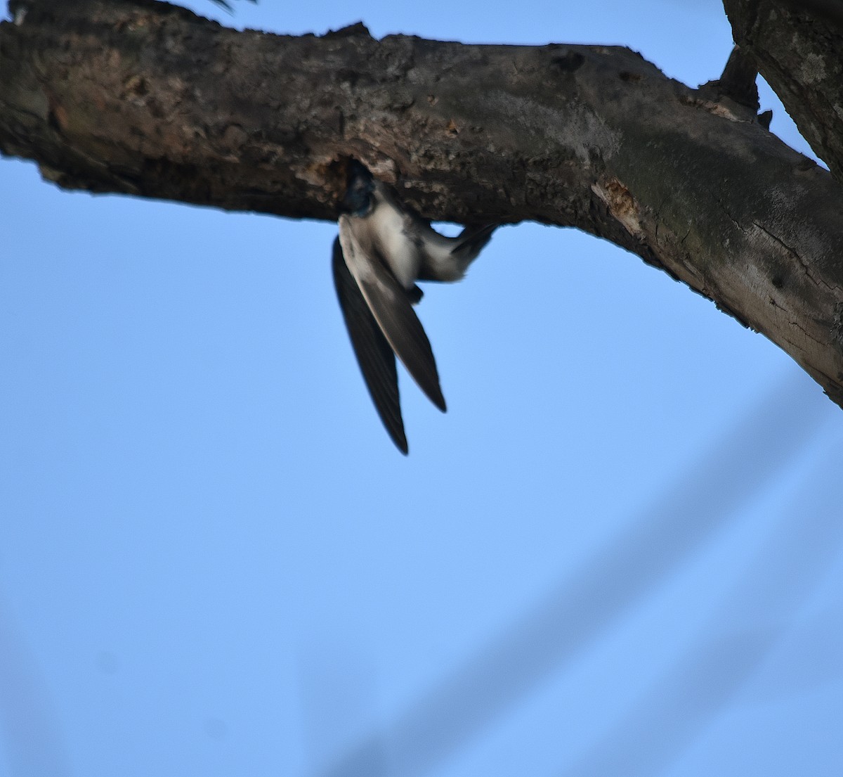 Golondrina Cejiblanca - ML625154915