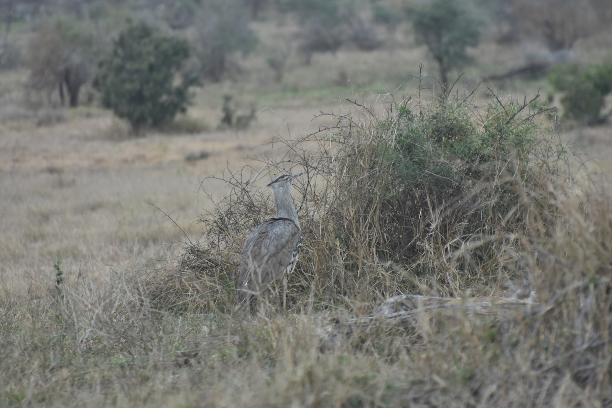 Kori Bustard - ML625155013