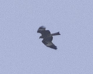 Black Kite (Black-eared) - ML625155154