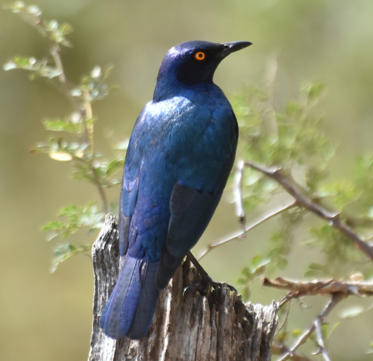 Greater Blue-eared Starling - ML625155268