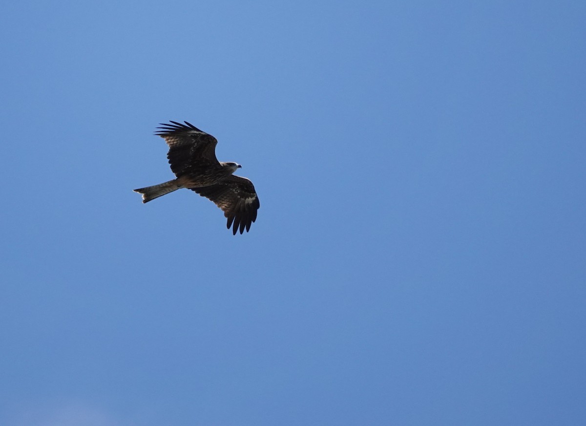 黑鳶 - ML625155378