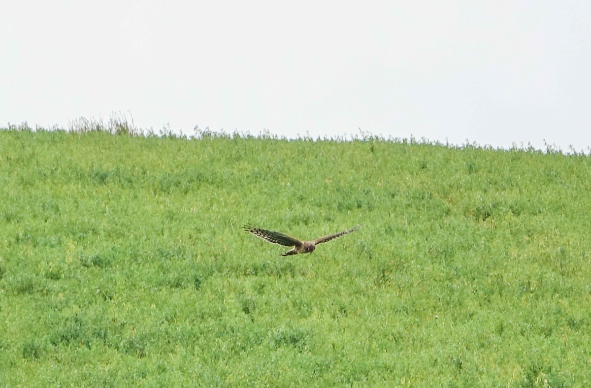 moták severoamerický - ML625155518
