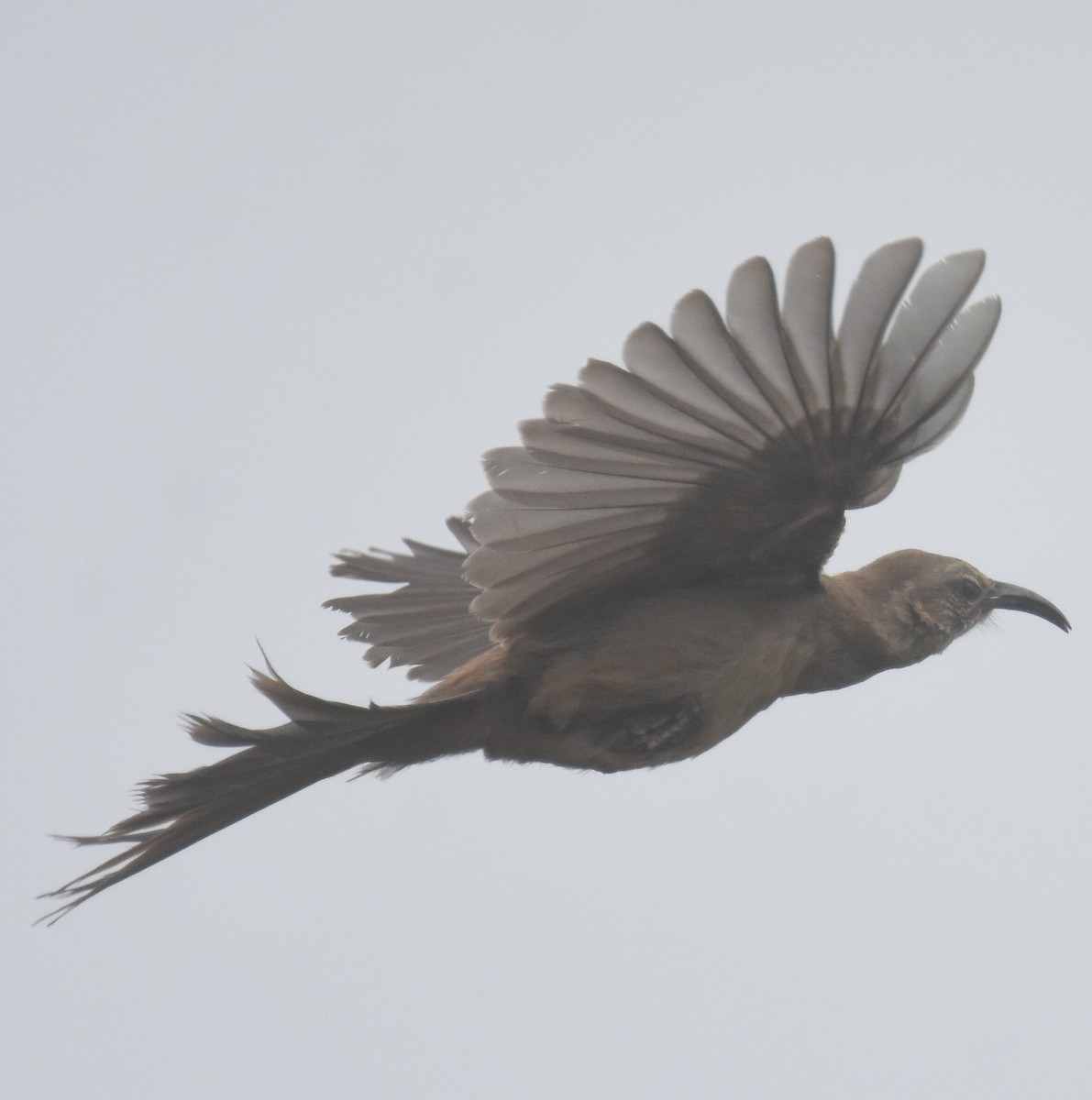 California Thrasher - ML625155572