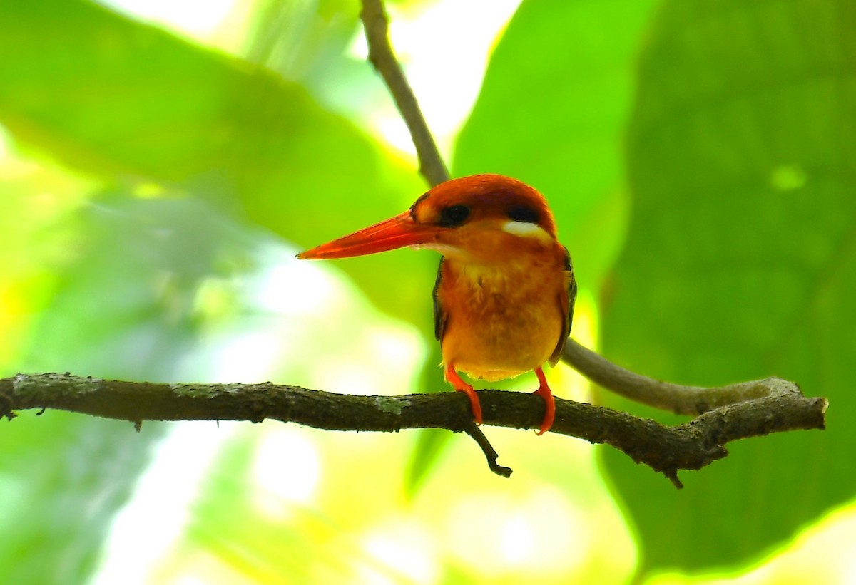 Black-backed Dwarf-Kingfisher - ML625155595