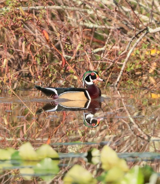 Wood Duck - ML625155597
