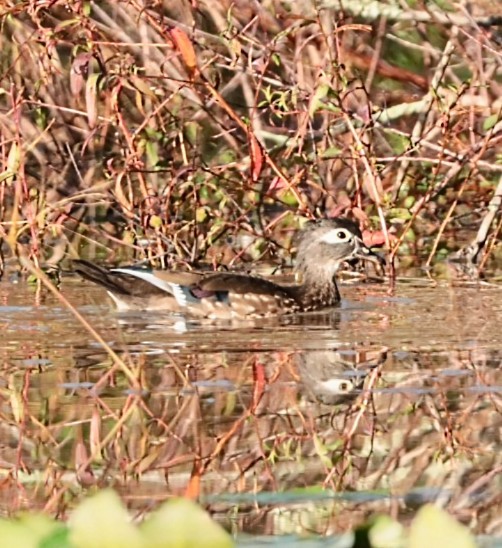 Wood Duck - ML625155598