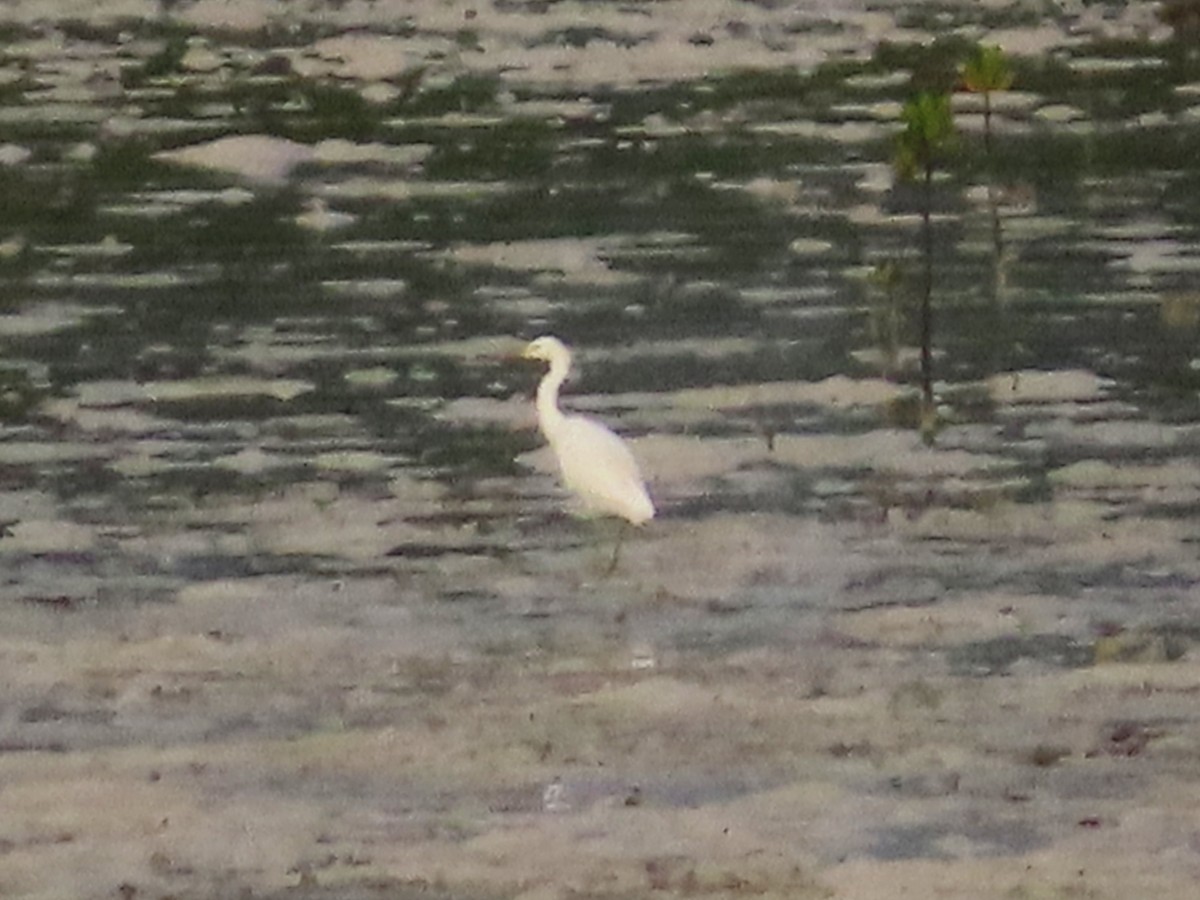 Chinese Egret - ML625155606