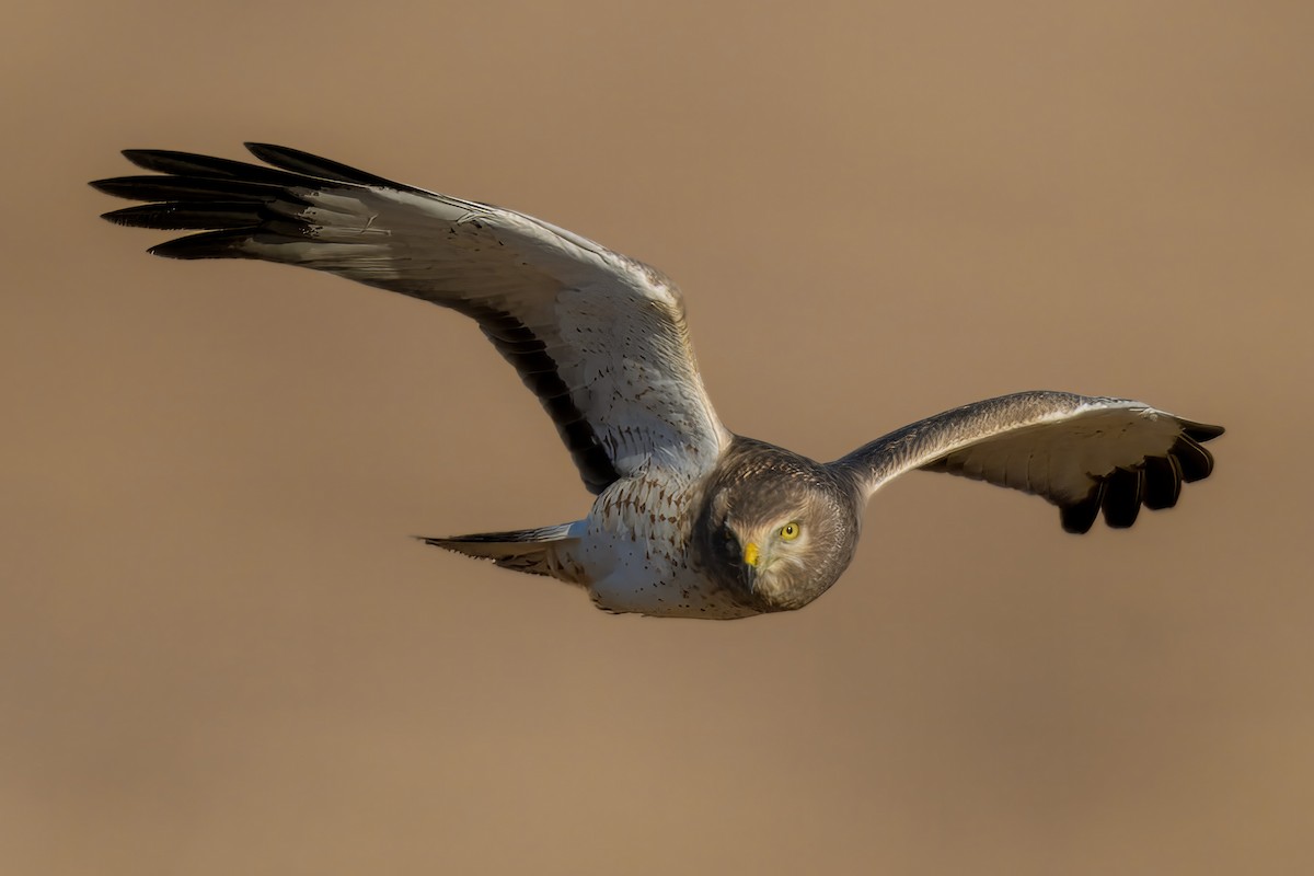 Northern Harrier - ML625155643