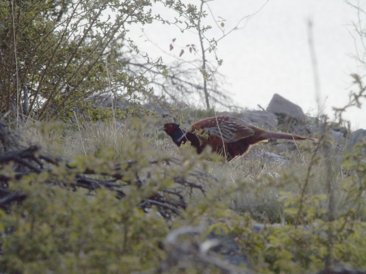 Ring-necked Pheasant - ML625155679
