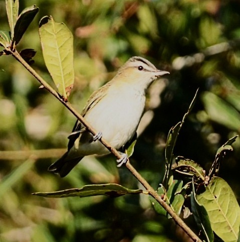 Red-eyed Vireo - ML625155730