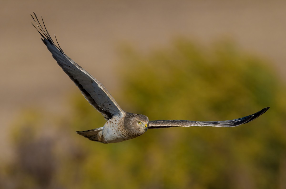 Northern Harrier - ML625155795