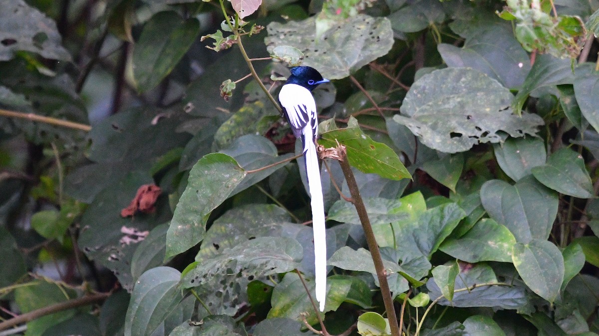 African Paradise-Flycatcher - ML625155839