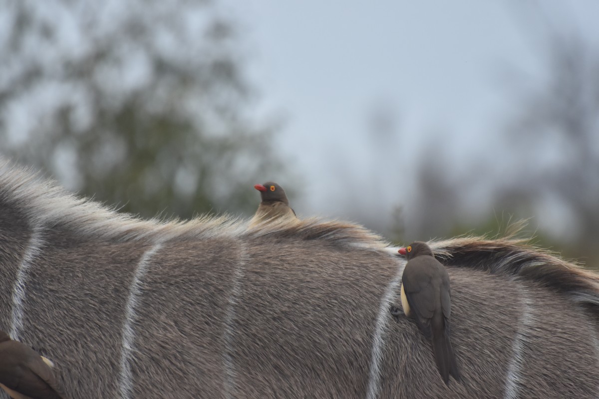 Red-billed Oxpecker - Job De Bruycker