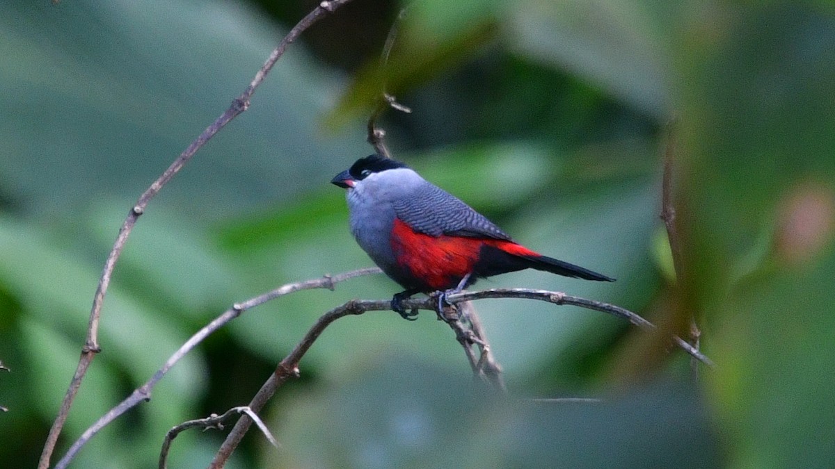 Black-headed Waxbill - ML625155901