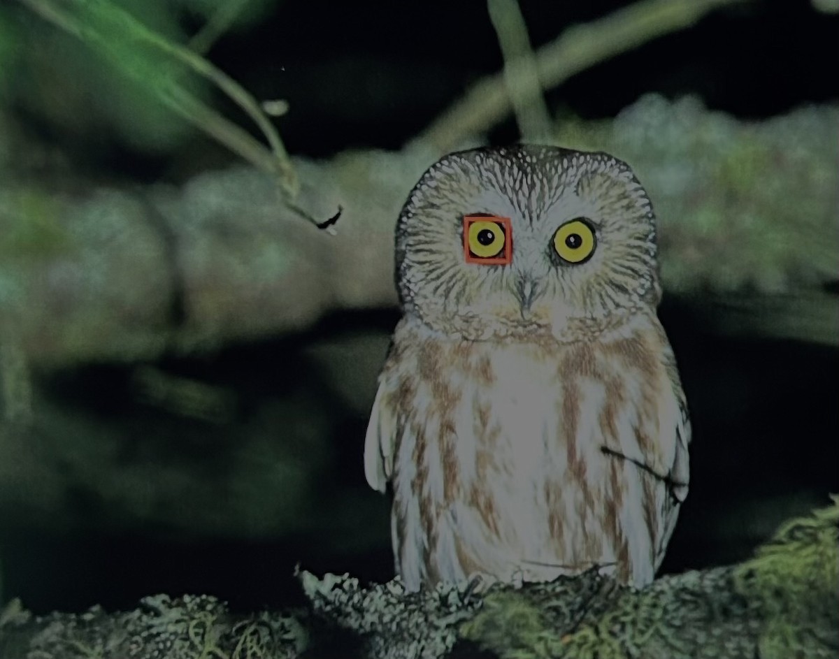 Northern Saw-whet Owl - ML625155952