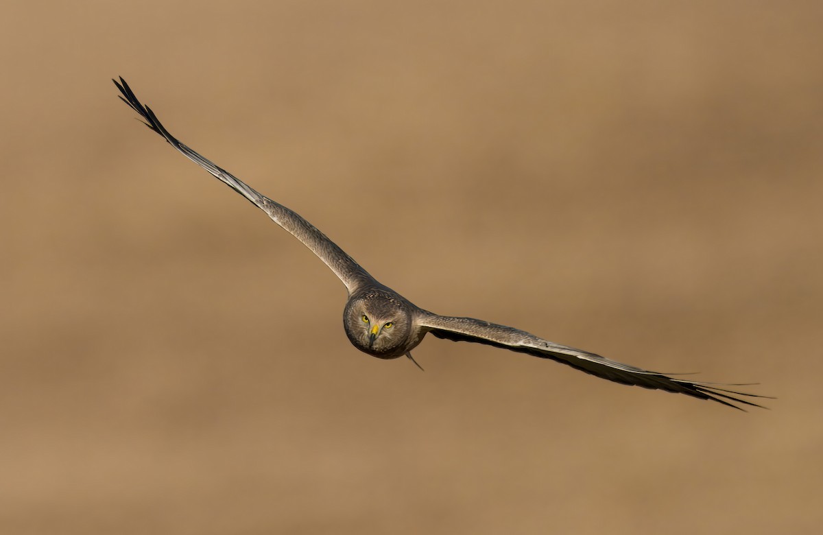 Northern Harrier - ML625156027