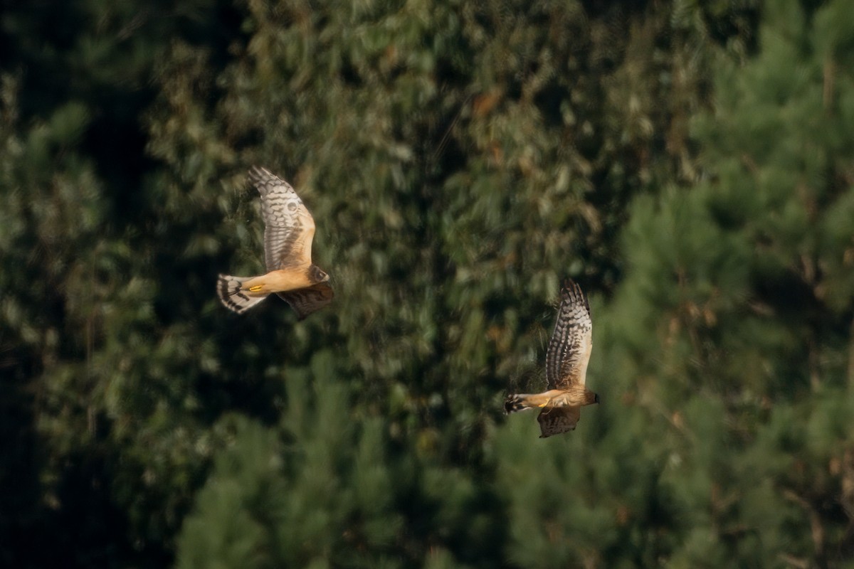 Northern Harrier - ML625156118