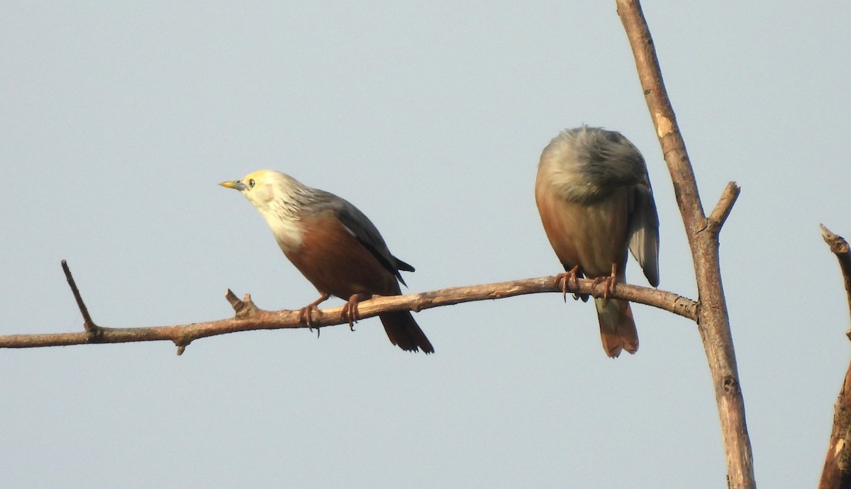 Malabar Starling - ML625156157