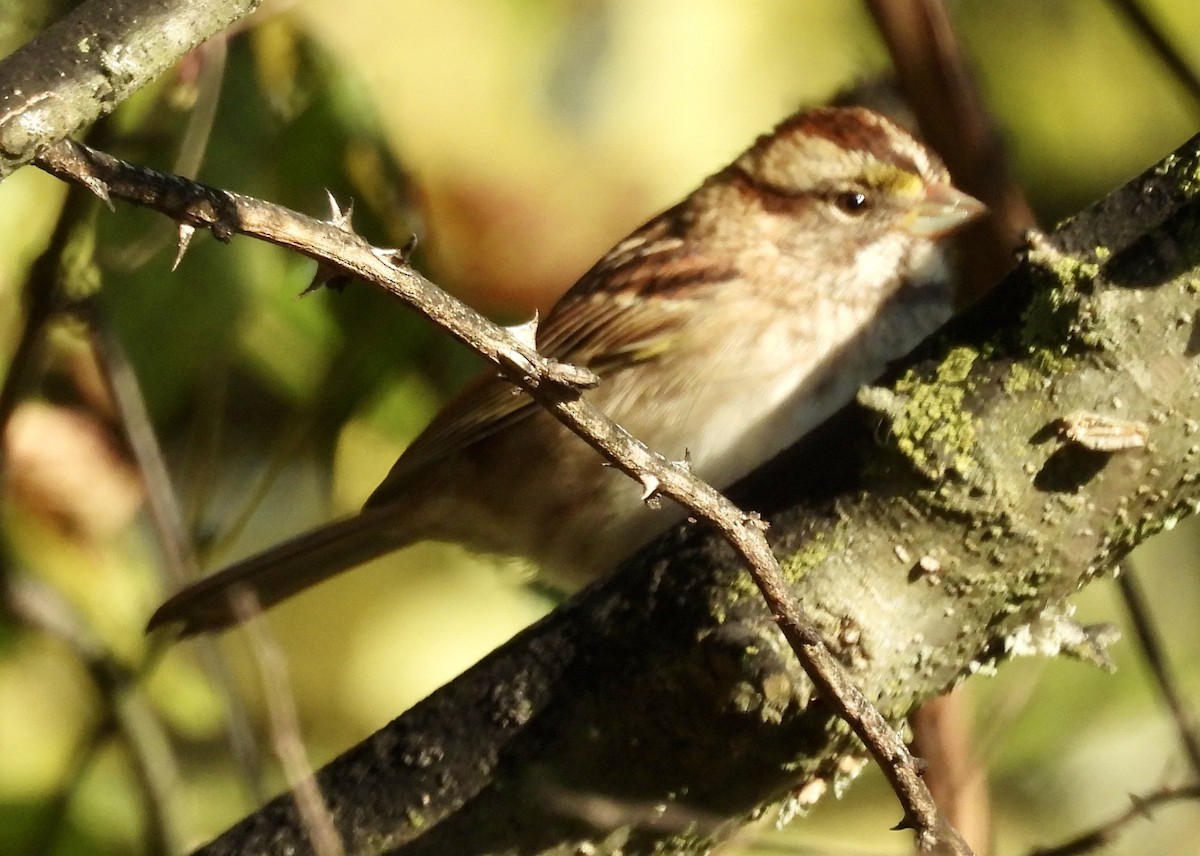 strnadec bělohrdlý - ML625156239