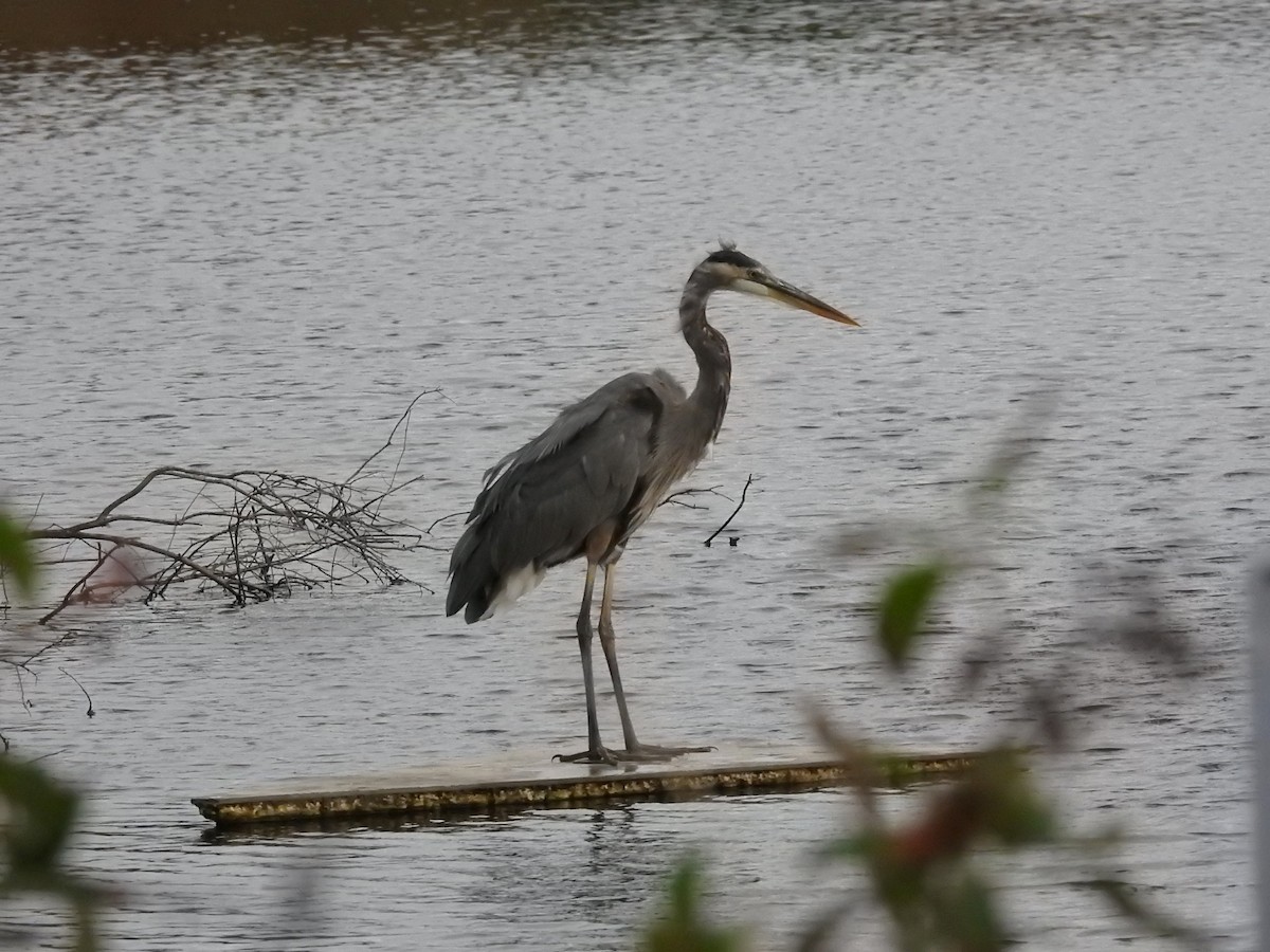 Great Blue Heron - ML625156242