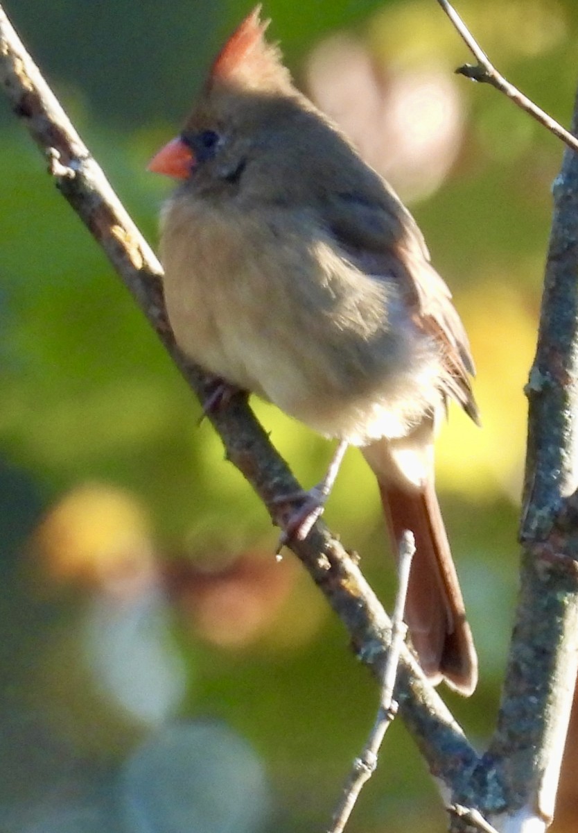 kardinál červený - ML625156254