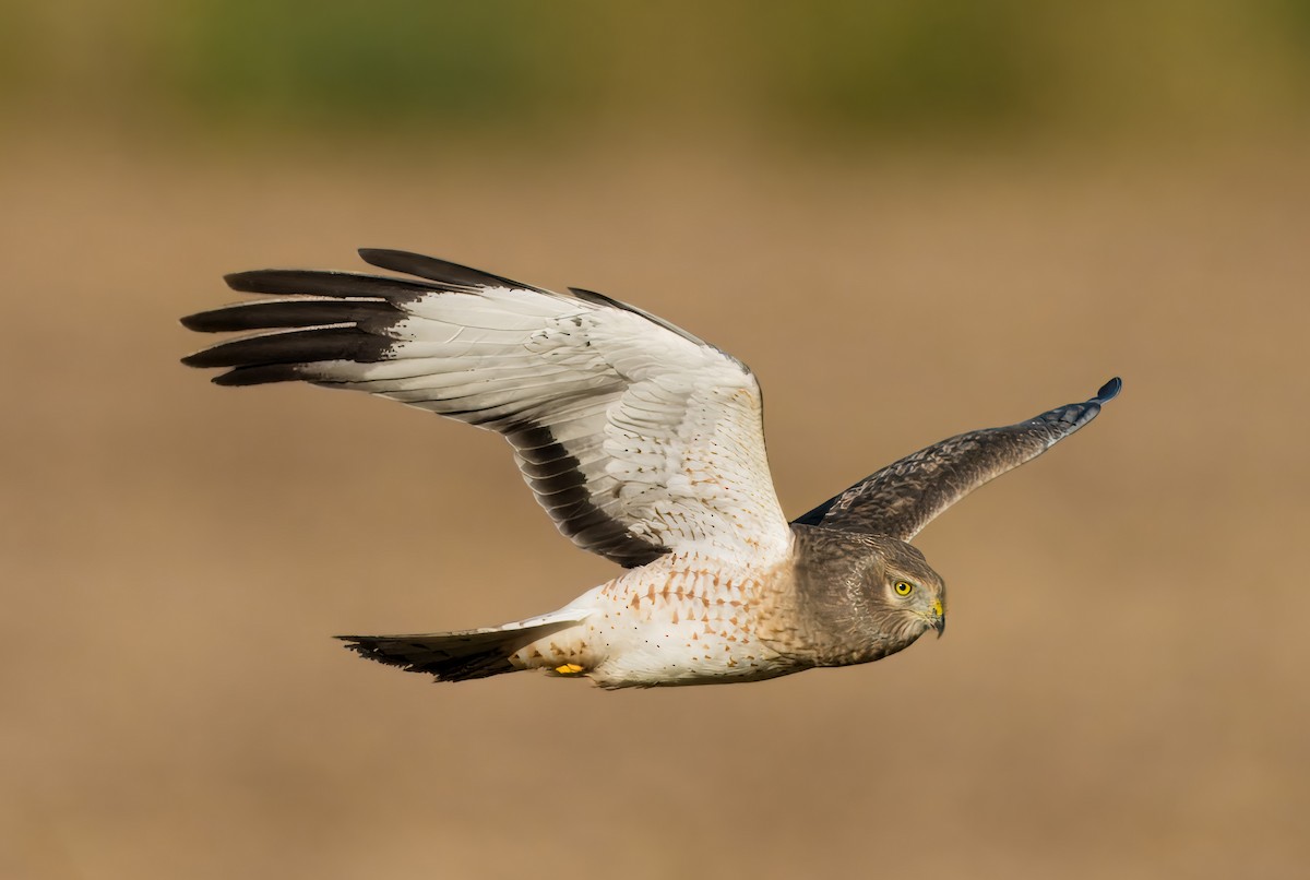 Northern Harrier - ML625156292