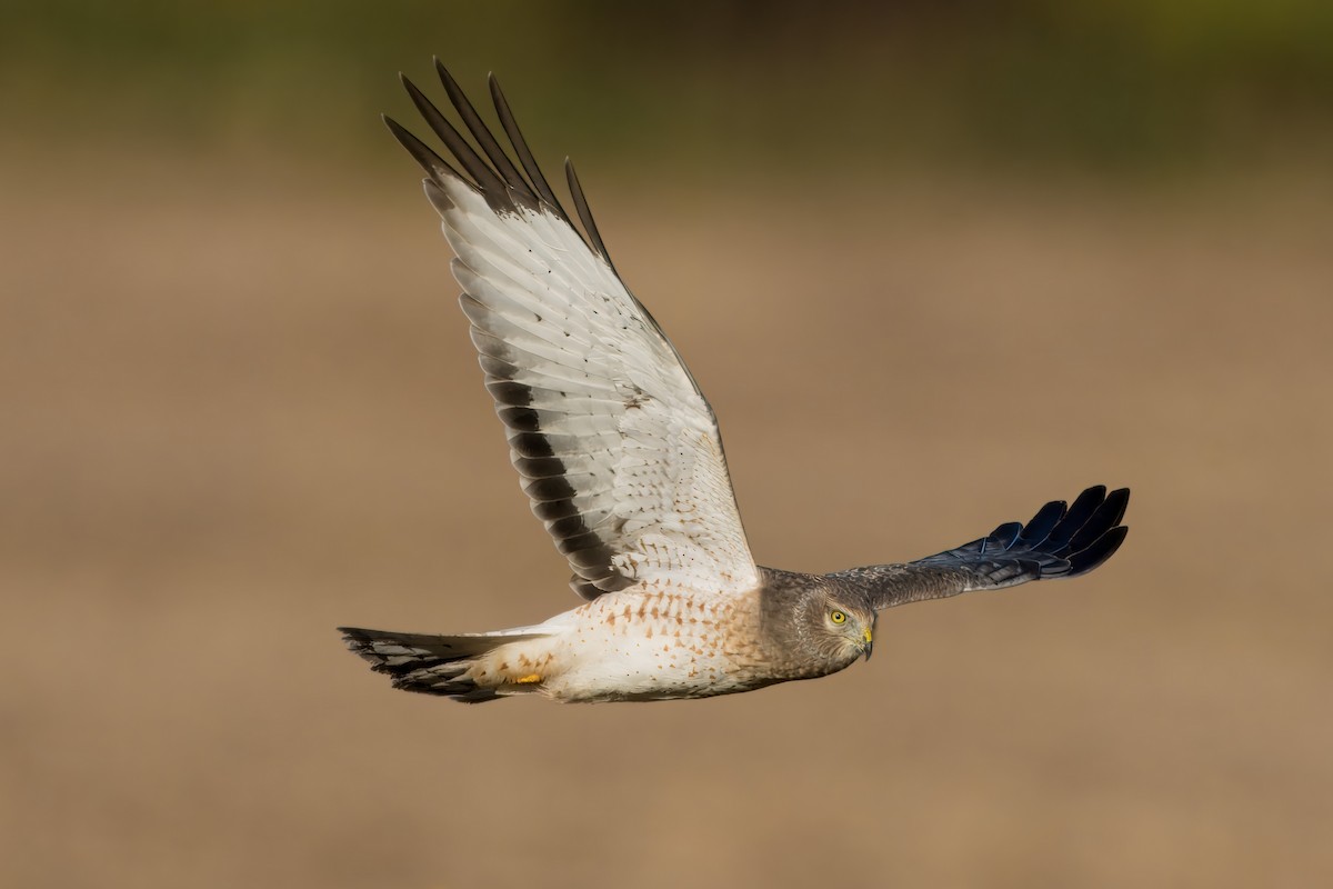 Northern Harrier - Pramod Prabhu