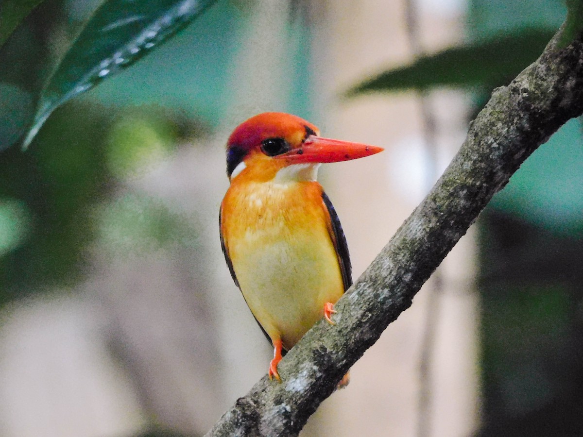 Black-backed Dwarf-Kingfisher - ML625156488