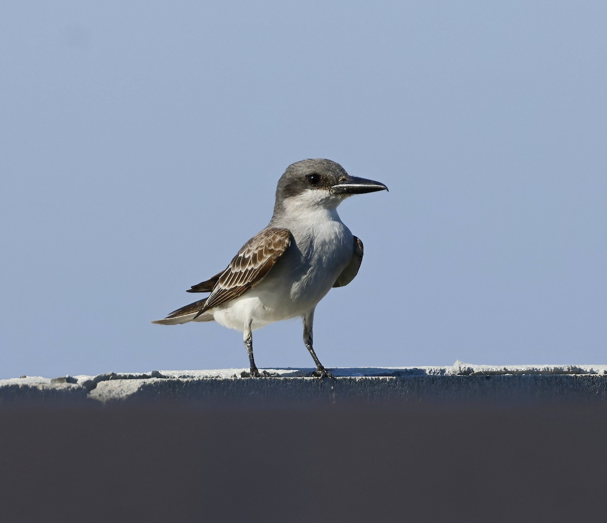 Gray Kingbird - Andrew Gaerte