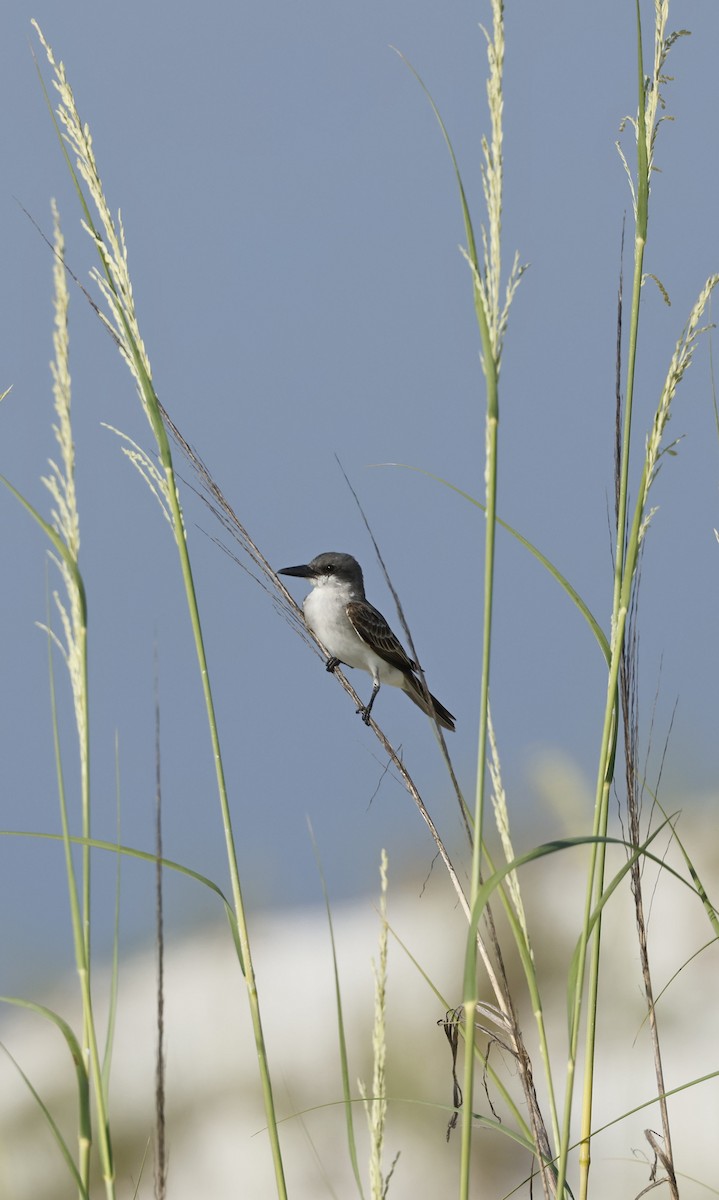 Gray Kingbird - ML625156524