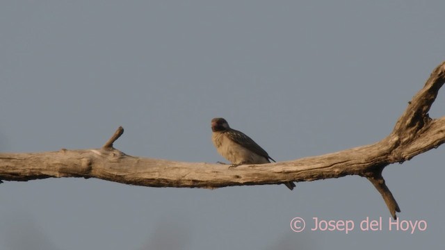 Воскоїд великий - ML625156528