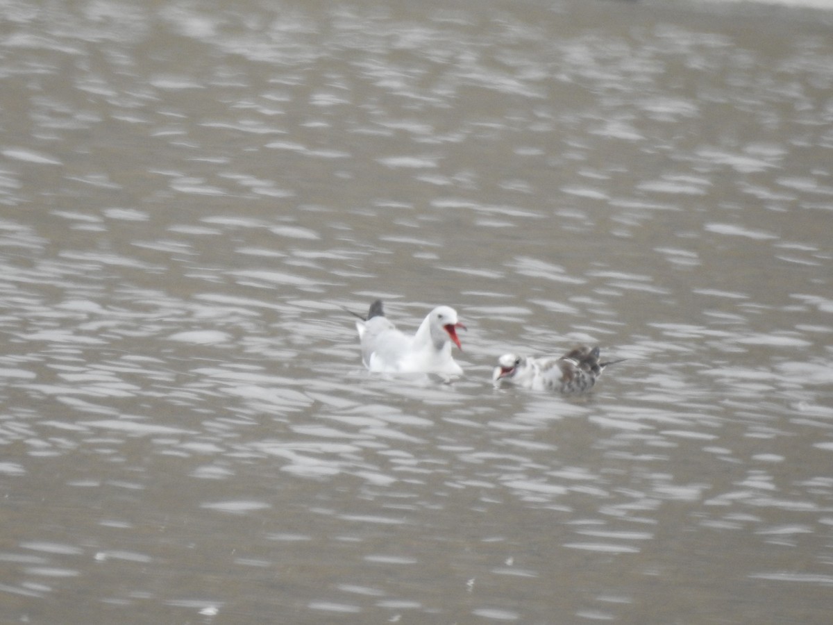 Gray-hooded Gull - Jhonson Klever Vizcarra Romero