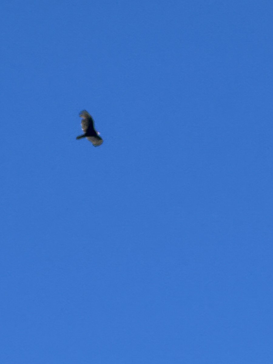 Turkey Vulture - ML625156564