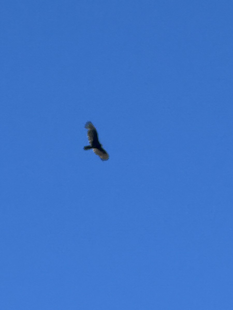 Turkey Vulture - ML625156565