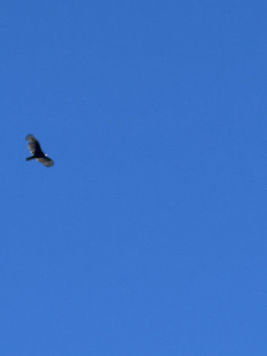 Turkey Vulture - ML625156566