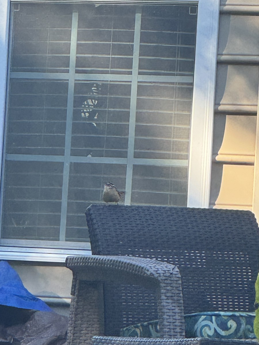 Carolina Wren - ML625156592